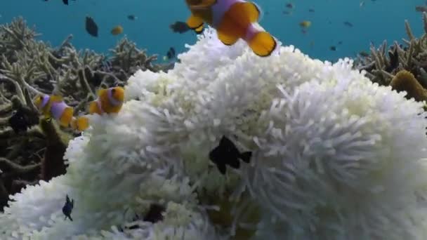 Pod Vodou Bílé Sasanky Klaun Ryby Barvy Podmořského Světa Krása — Stock video