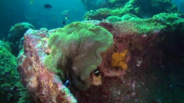 생물에 산호초에 다채로운 아네몬과 광대어 산호초에 다채로운 아네몬과 광대어는 생물의 — 비디오