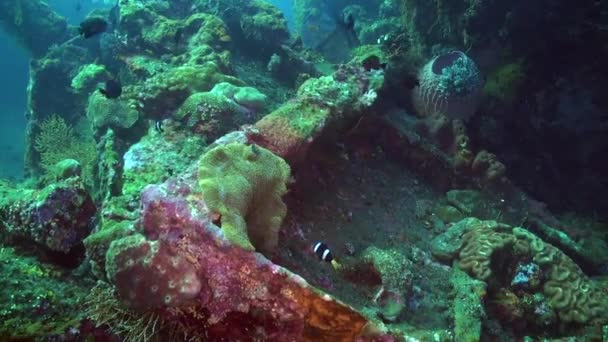 Красота Подводных Анемонов Рыбы Клоуна Наблюдать Красоту Подводных Анемонов Клоунских — стоковое видео