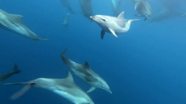 大西洋アゾレス諸島の青い水で遊んでいるイルカのグループ クローズアップされた水中ショット 野生のイルカが息を吸う 自然の生息地で海洋動物を飼育しています ワイルドライフ — ストック動画