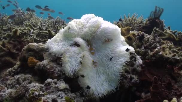 Nahaufnahme Eines Unterwasservideos Über Begleiter Von Anemonen Und Clownfischen Nahaufnahme — Stockvideo