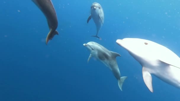 Family Dolphins Cubs Playing Blue Water Atlantic Ocean Azores Islands — Stock Video