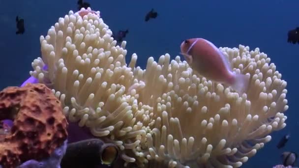 Být Svědkem Krásy Podmořských Sasanek Klaunů Dechberoucí Zážitek Tato Vzájemná — Stock video