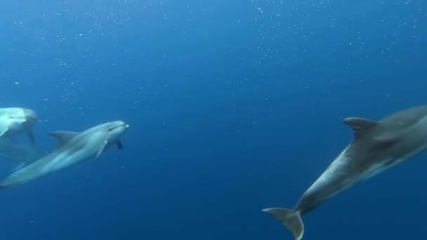 Стая Дельфинов Играющих Голубой Воде Азорских Островов Атлантического Океана Крупный — стоковое видео