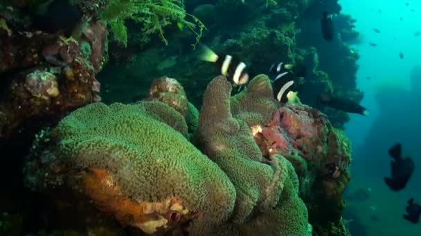 Клонова Риба Анемона Несподівано Співпрацюють Підводному Світі Дивовижне Партнерство Інтригуючий — стокове відео