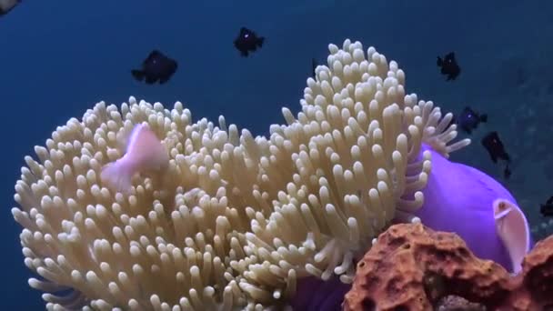 Onderwater Anemonen Clownvissen Zijn Prachtig Zicht Anemonen Bieden Onderdak Bescherming — Stockvideo