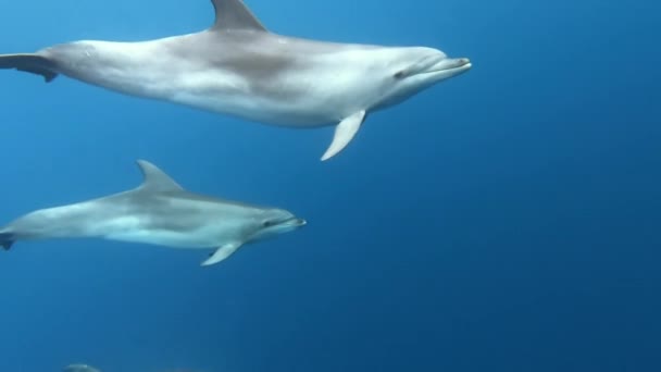 Flock Dolphins Playing Blue Water Atlantic Ocean Azores Islands Closeup — Stock Video