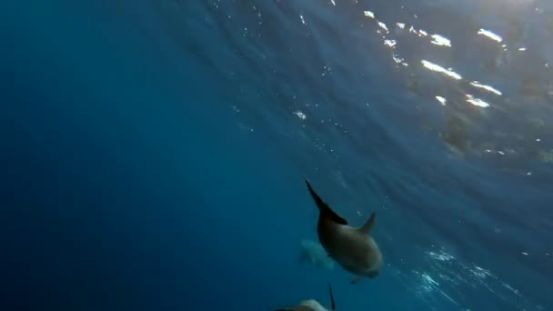 Школа Дельфинов Играющих Голубой Воде Азорских Островов Атлантического Океана Крупный — стоковое видео