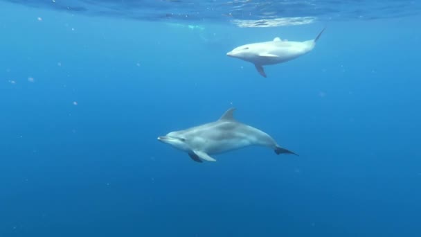 School Dolphins Playing Blue Water Atlantic Ocean Azores Islands Close — Stock Video