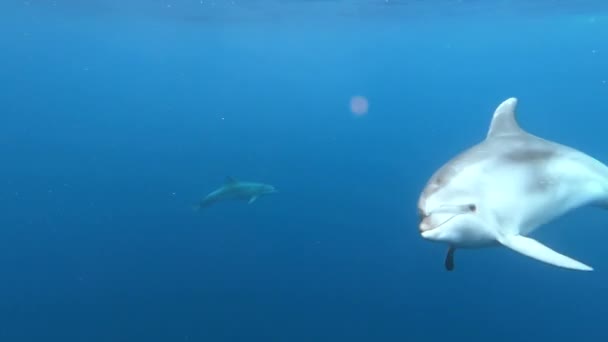 Delfinek Sokasága Játszik Atlanti Óceán Azori Szigeteinek Kék Vizében Közelkép — Stock videók