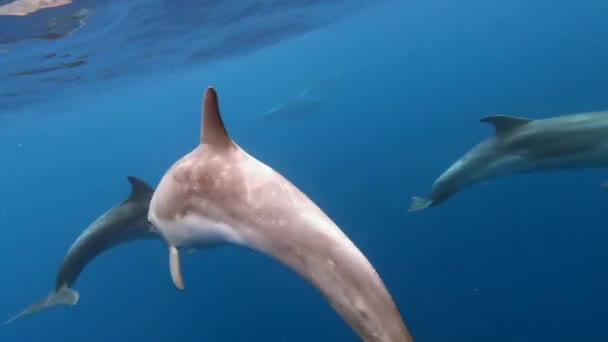 大西洋アゾレス諸島の青い水で遊んでいるイルカの群れ 野生のイルカが息を吸う水中ショットを閉じる 自然の生息地で海洋動物を飼育しています ワイルドライフ — ストック動画