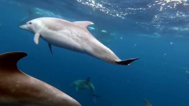 Familia Delfines Con Cachorros Jugando Aguas Azules Las Islas Del — Vídeos de Stock
