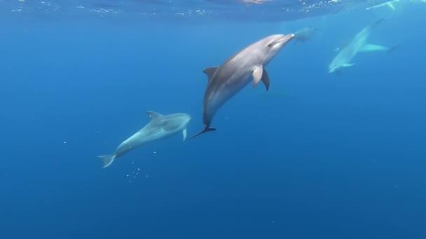 School Van Dolfijnen Spelen Blauw Water Van Atlantische Oceaan Azoren — Stockvideo