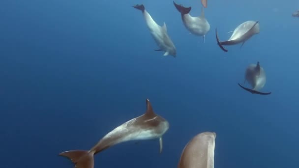 Rebanho Golfinhos Brincar Água Azul Das Ilhas Dos Açores Oceano — Vídeo de Stock