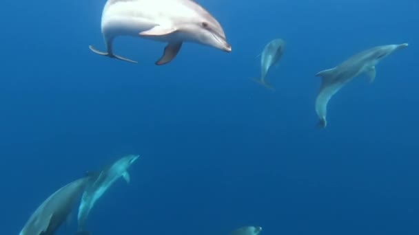 一群海豚在大西洋亚速尔群岛的蓝色海水中嬉戏 在水下拍摄野生海豚呼吸的特写 在其自然栖息地的水生海洋动物 野生生物性质 — 图库视频影像