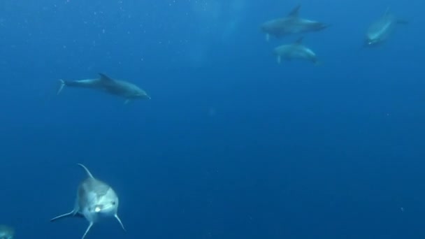 School Dolphins Playing Blue Water Atlantic Ocean Azores Islands Close — Stock Video