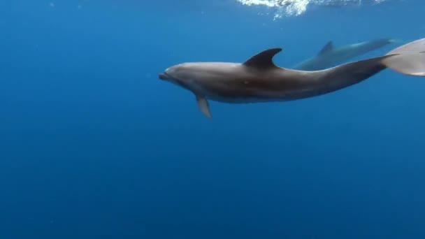 一群海豚在大西洋亚速尔群岛的蓝色海水中嬉戏 在水下拍摄野生海豚呼吸的特写 在其自然栖息地的水生海洋动物 野生生物性质 — 图库视频影像