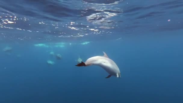 Een Zwerm Dolfijnen Die Het Blauwe Water Van Eilanden Van — Stockvideo