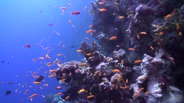 水下珊瑚礁上的一群小鱼 由于种类繁多的小鱼种类繁多 水下珊瑚礁充满了光彩和华丽 — 图库视频影像