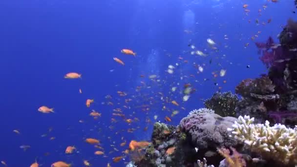 水下珊瑚礁上的一群小鱼 由于鱼类种类繁多 水下珊瑚礁变得光芒四射 令人眼花缭乱 — 图库视频影像