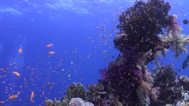 Школа Рыб Подводном Коралловом Рифе Мальдив Благодаря Своему Яркому Яркому — стоковое видео