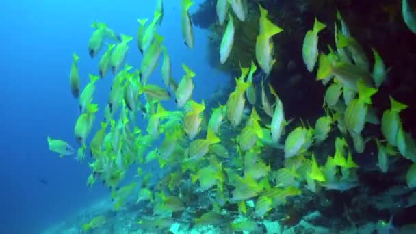 ナポレオン魚はサンゴ礁のスナッパー魚の巨大な学校を通ってその道を行きます 黄色いフィンと尾を持つ光沢のあるスナッパー魚とナポレオン魚は 鮮やかでカラフルな雰囲気を生み出します — ストック動画