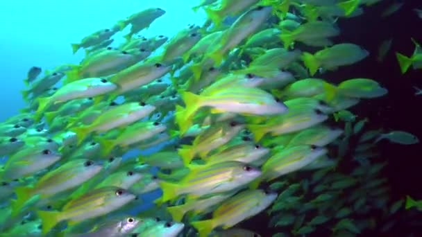 Szkoła Błyszczących Rybek Dodaje Energii Dynamiki Podwodnej Rafie Koralowej Podwodnym — Wideo stockowe