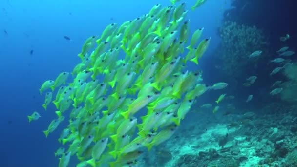 スナッパー魚の学校は 水中サンゴ礁で活気に満ちた雰囲気を作り出しています 水中サンゴ礁は活発で賑やかな生態系になり 光沢のあるスナッパー魚の学校が存在する — ストック動画
