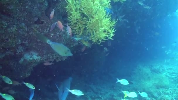 Escola Peixes Adiciona Energia Recife Coral Subaquático Maldivas Mundo Subaquático — Vídeo de Stock