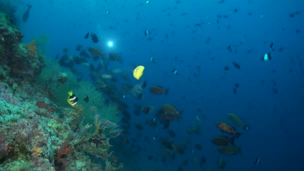 Odrůda Druhů Ryb Podmořském Oceánu Malediv Různorodost Druhů Ryb Propůjčuje — Stock video