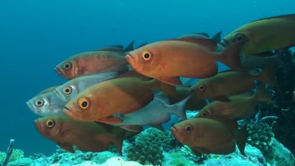 광선으로 베이지 물고기의 학교는 산호초의 초점이됩니다 학교는 몰디브의 산호초에 활기차고 — 비디오