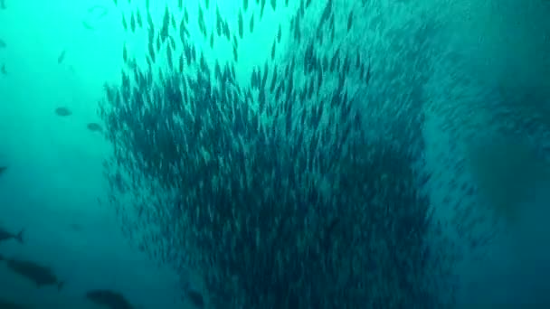 魚の学校はモルディブの水中海にエネルギーとダイナミズムを加えています モルディブの水中世界では 鮮やかでカラフルな雰囲気を醸し出しています — ストック動画