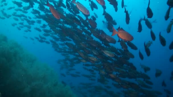 Школа Больших Глаз Рыб Создает Яркую Атмосферу Подводном Океане Школа — стоковое видео