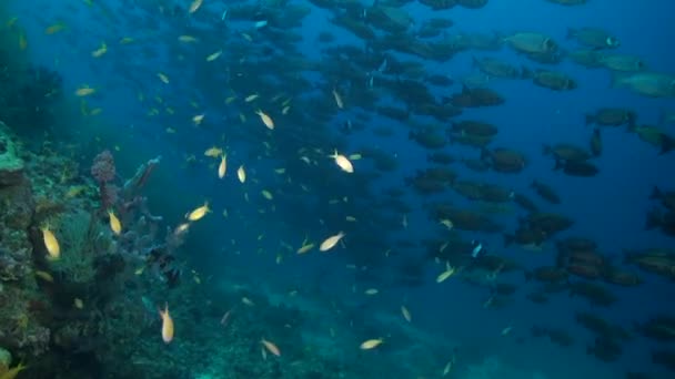 Bigeyes 물고기의 학교는 산호초에 에너지를 추가합니다 Bigeyes 물고기의 학교는 산호초에서 — 비디오