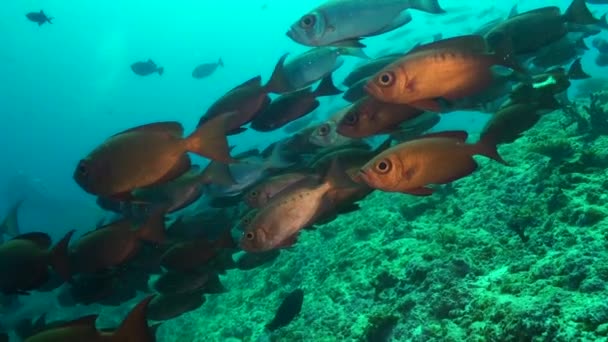 Escola Peixes Bigeyes Aletados Por Raios Cria Ambiente Vibrante Recifes — Vídeo de Stock