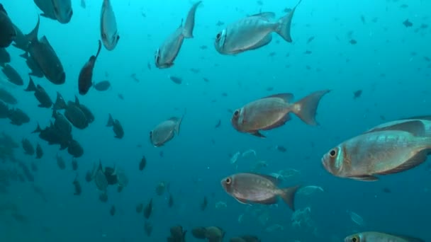 Escola Peixes Bigeyes Aletados Por Raios Realçam Beleza Recife Coral — Vídeo de Stock