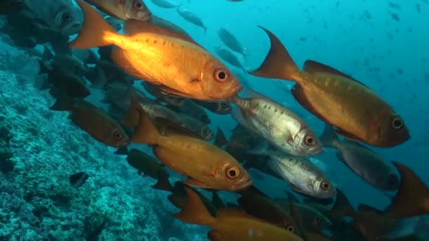 Scuola Pesci Con Pinne Raggiate Nell Oceano Subacqueo Delle Maldive — Video Stock