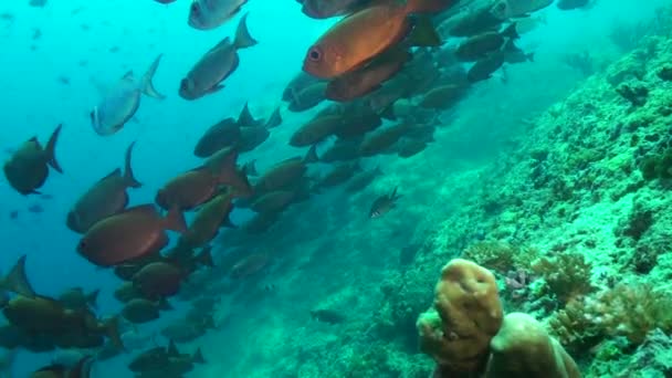水中サンゴ礁は モルディブの光線を介した魚の学校と共に生きています 海底のサンゴ礁に統一感と調和をもたらす光線の魚の学校 — ストック動画