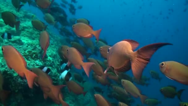 Grootoogvissen Brengen Onderwater Koraalriffen Tot Leven School Bigeyes Vissen Animeert — Stockvideo