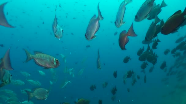 ベージェイズの魚の学校は 水中サンゴ礁に多様性を追加しています 水中サンゴ礁は ベージュアイズ魚の学校のエネルギーとバイブレーションで生きています — ストック動画