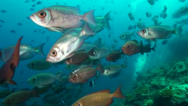 モルディブの水深にあるベージェイズの魚の学校 海底のサンゴ礁に活力と活気の感覚をもたらすレイのベージェイズの魚の学校 — ストック動画