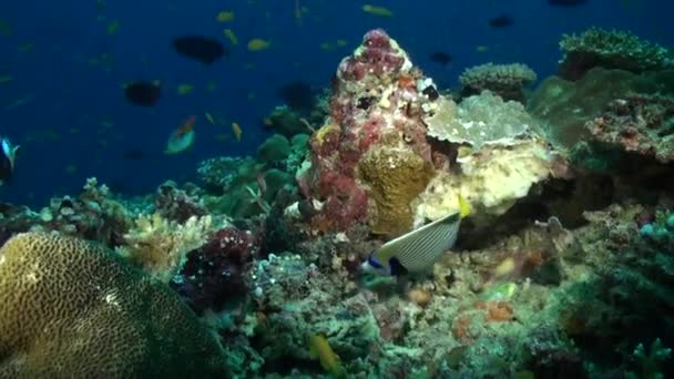 种类繁多的鱼类使马尔代夫的水下珊瑚礁更加明亮 种类繁多的鱼类以其五彩缤纷的外表 为水下珊瑚礁增添了光彩和活力 — 图库视频影像