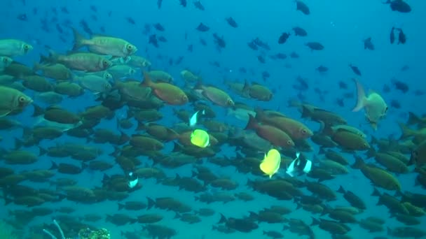 鱼群为马尔代夫的水下海洋增添了魅力 鱼翅群在水下世界创造了迷人的氛围 — 图库视频影像