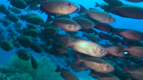Szkoła Oplatanych Płaszczem Promieni Ryb Ślizga Się Wzdłuż Prądów Oceanu — Wideo stockowe