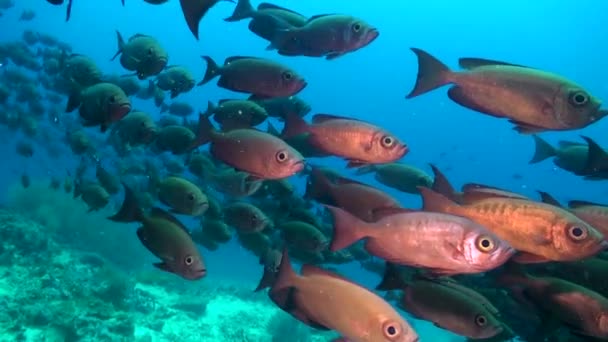 Bigeyes 물고기의 학교는 활기찬 생활에 매력을 추가합니다 학교는 몰디브의 자연에서 — 비디오