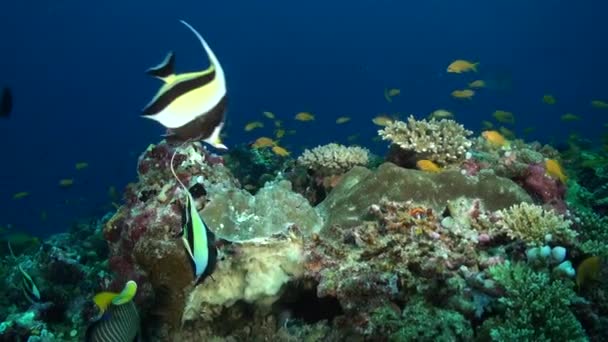 Multitud Especies Peces Trae Resplandor Radiante Coral Submarino Maldivas Arrecife — Vídeos de Stock