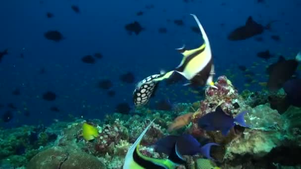 魚種の混合物は モルディブの水中サンゴに明るさのタッチを追加します その輝かしい色で 種々の魚種は 水中サンゴ礁に明るさと美しさを感じさせる — ストック動画