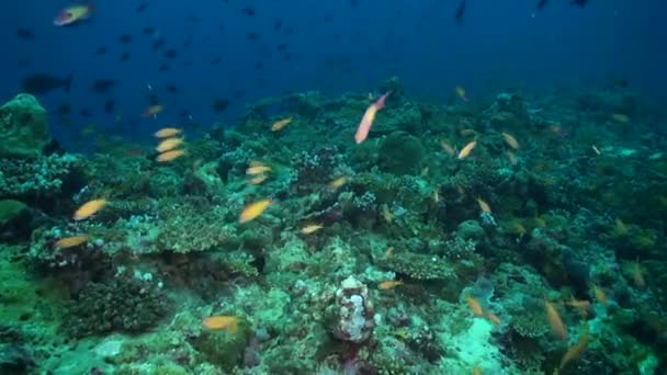 モルディブの水中サンゴ礁の魚種の多様性 水中サンゴ礁は 魚種の多様な品揃えのおかげで 自然の美しさと明るさで輝いています — ストック動画