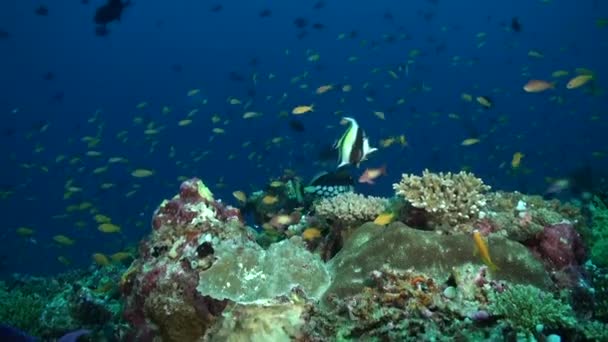 Assortiment Espèces Poissons Illumine Récif Corallien Sous Marin Des Maldives — Video