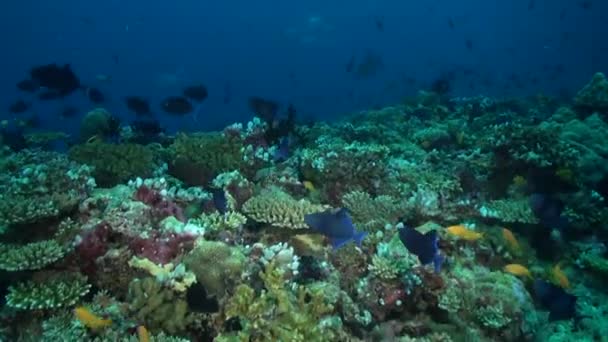 Различные Виды Рыб Способствуют Общей Яркости Подводного Кораллового Рифа Подводный — стоковое видео
